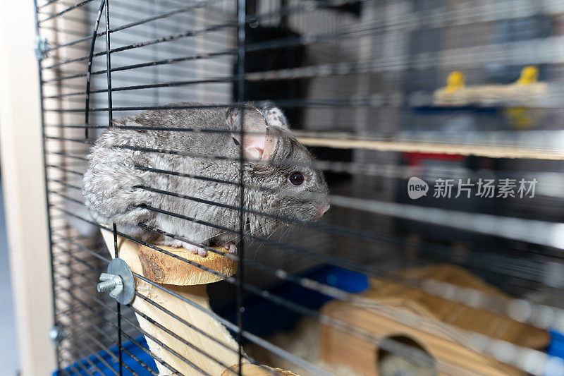 一只灰色的大栗鼠坐在笼子里，吃着一根草药棒
