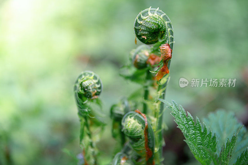 蕨类植物的觉醒