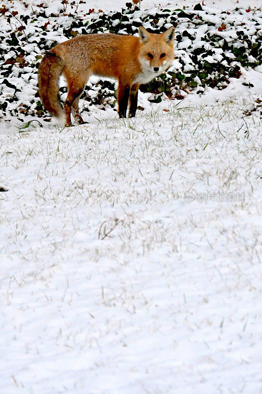 美国东部的红狐在雪地里打猎时停下来