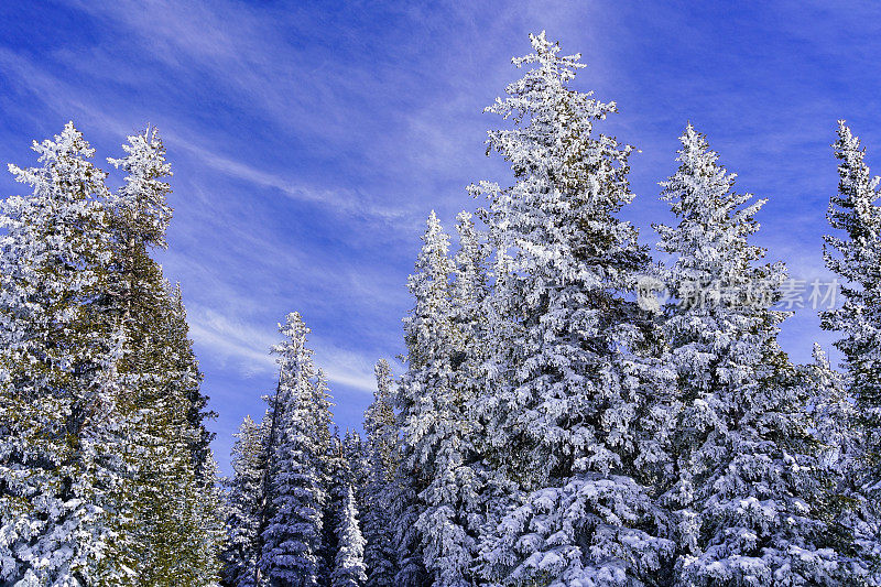 冰雪覆盖的森林里结霜的冬季仙境树