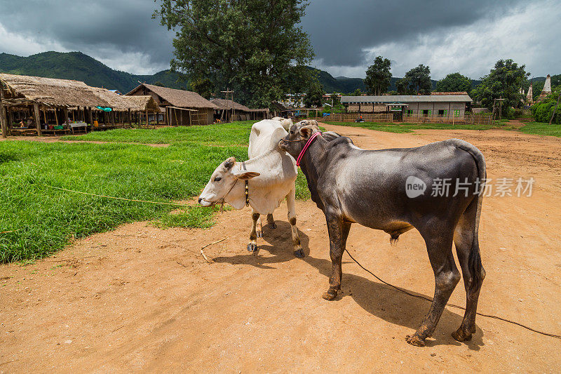 一个小村庄里的奶牛