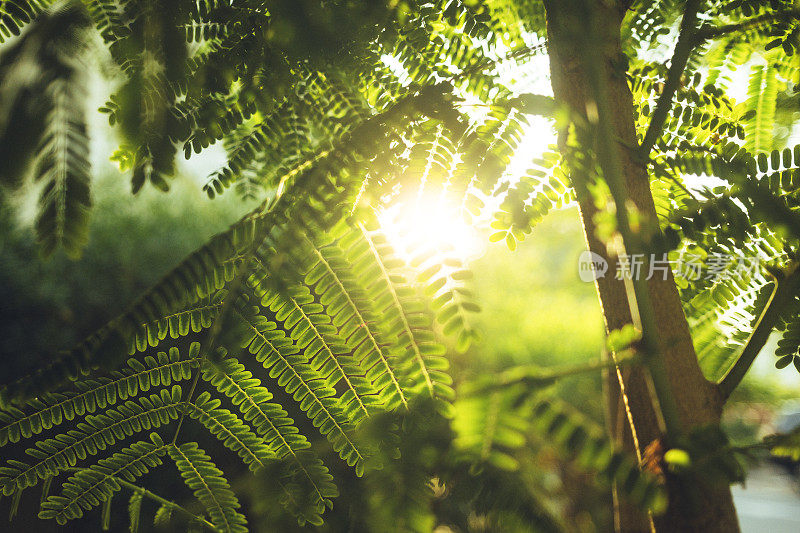 日出透过草地窥视