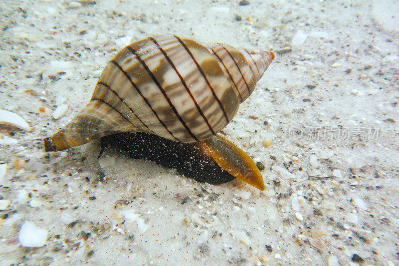带状郁金香海蜗牛的水下图像