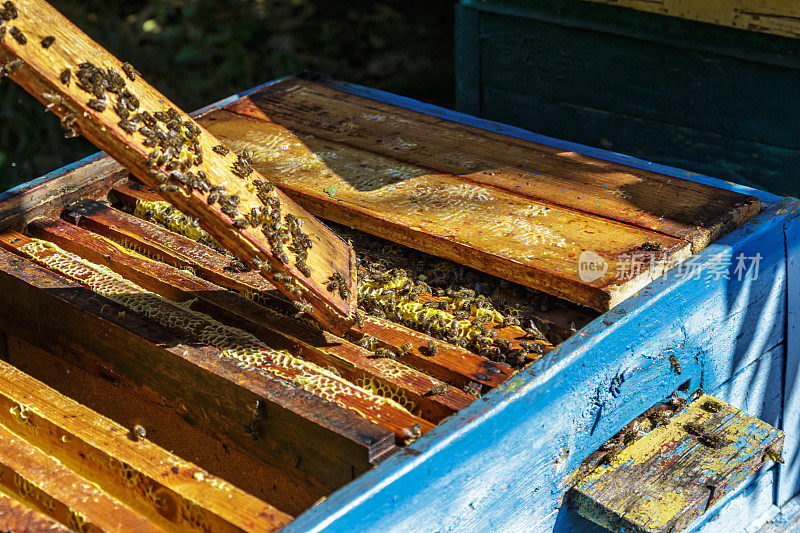 养蜂人在养蜂场处理蜜蜂和蜂箱。打开的蜂巢体的近景，显示了由蜜蜂居住的框架。养蜂。