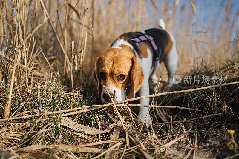 湖边探险:阳光明媚的日子里，小猎犬在芦苇丛里翻找