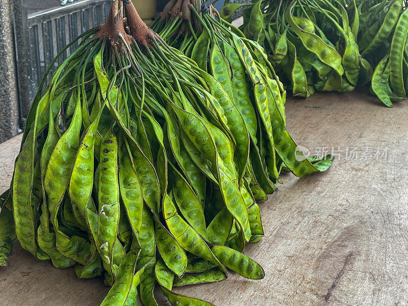 苦豆属植物