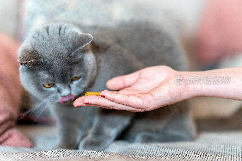 一只灰猫正在吃一只手上的食物