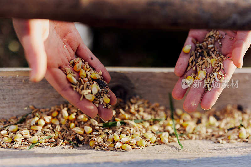 妇女们的手靠近把谷物、燕麦和其他天然的有机饲料放进喂鸟器