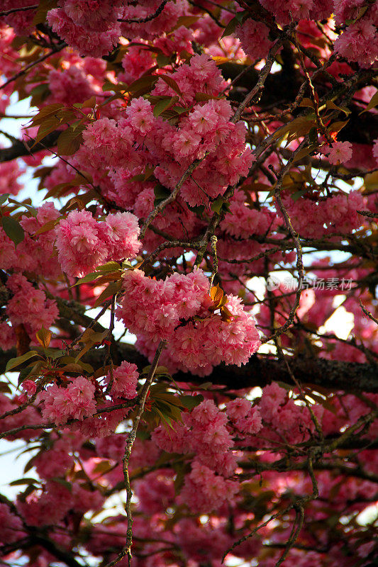 花凉亭