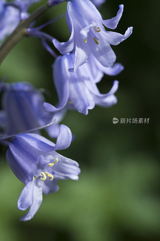 英国，北约克郡，英国乡村花园里盛开的风信子