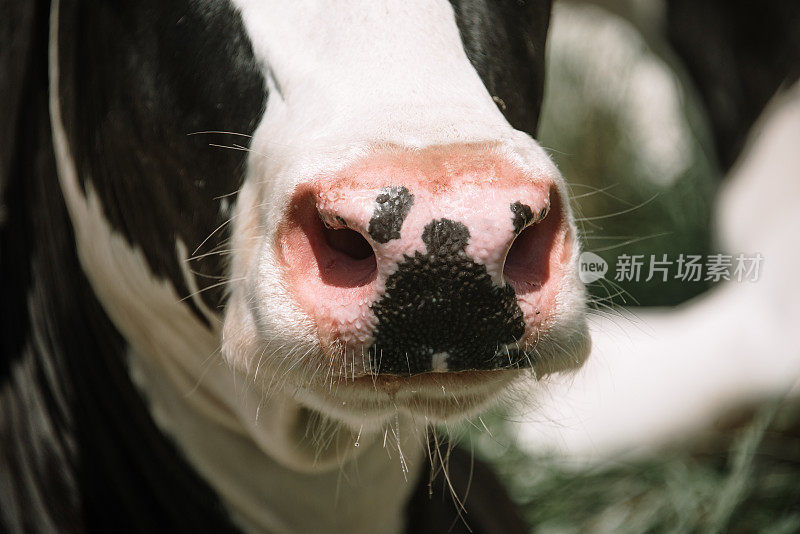 牛鼻子的细节