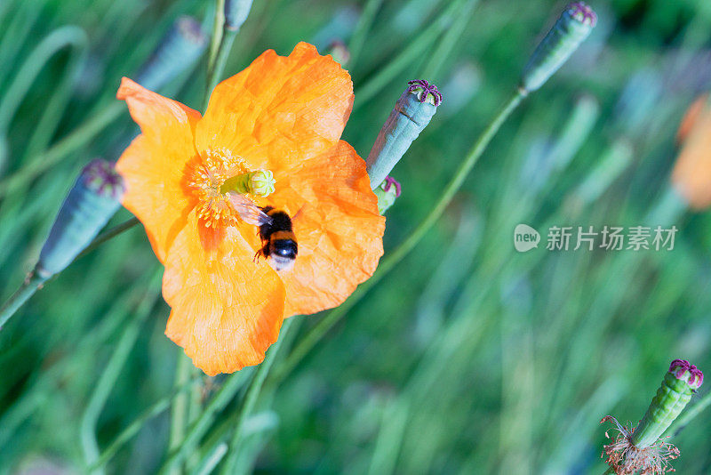 大黄蜂接近橙色的罂粟花