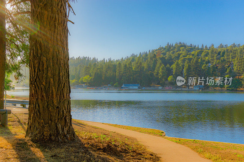 大熊湖附近湖岸线的松林树叶，加利福尼亚州(P)