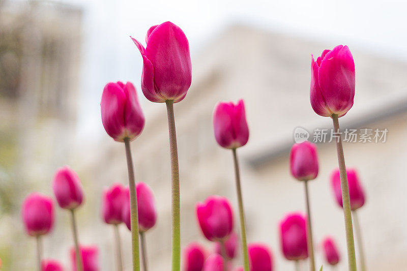 郁金香花园。