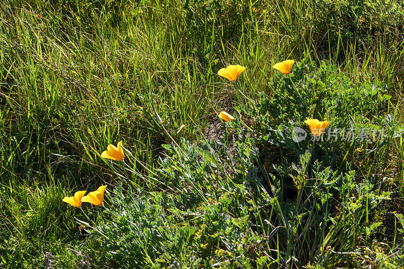 山坡上盛开的加州罂粟野花