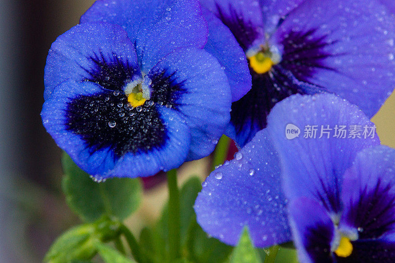 特写的蓝色花与水珠