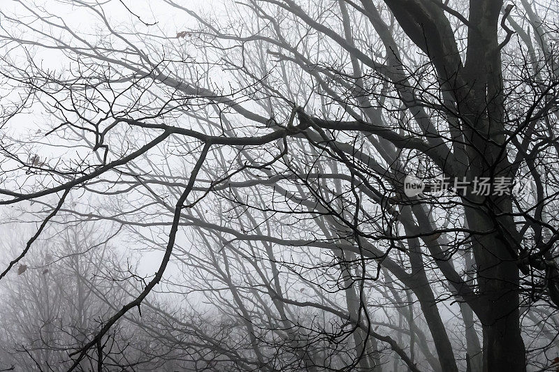 不祥的剪影树在一个寒冷多雾的早晨