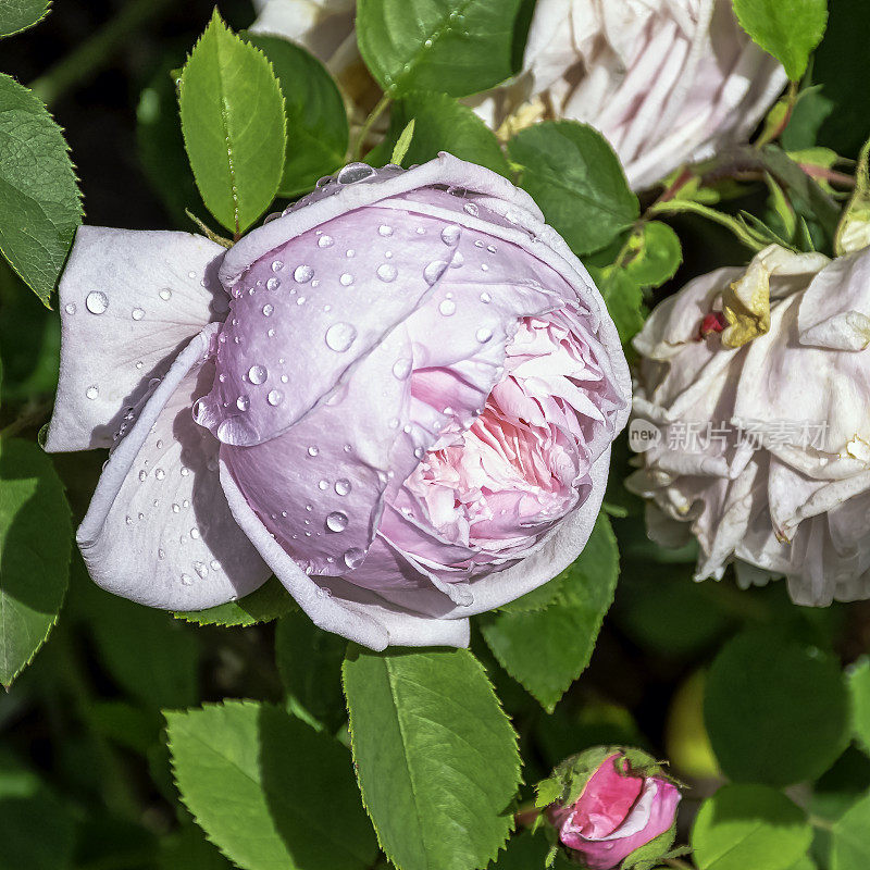 蒙特贝罗公爵夫人玫瑰，英国公园-伦敦