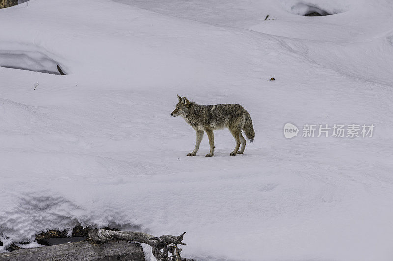 野狼，大犬，在黄石国家公园的雪地里，WY