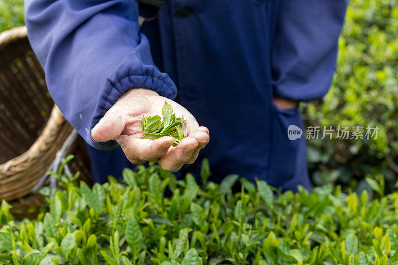 茶园里，农民的手拿着新鲜的茶叶。