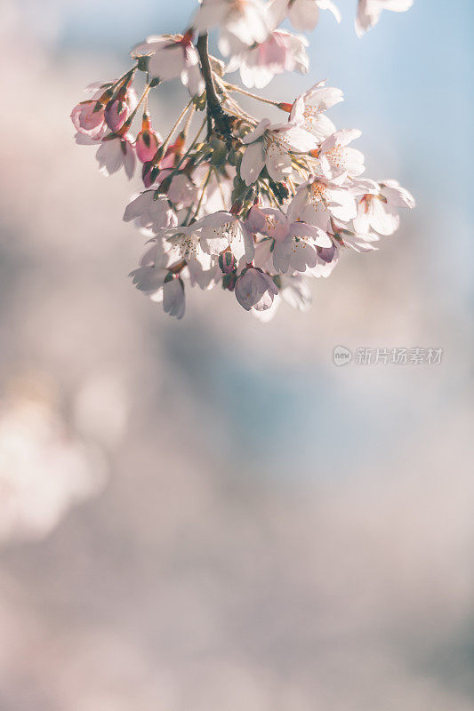 樱花树与蓝色的天空