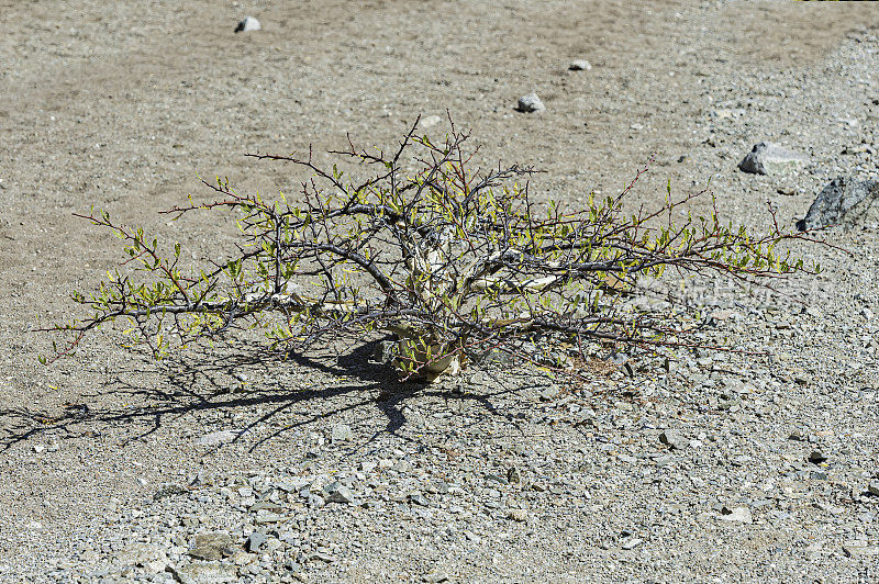 小叶布尔塞拉，俗称象树，索诺拉沙漠，南下加利福尼亚，墨西哥