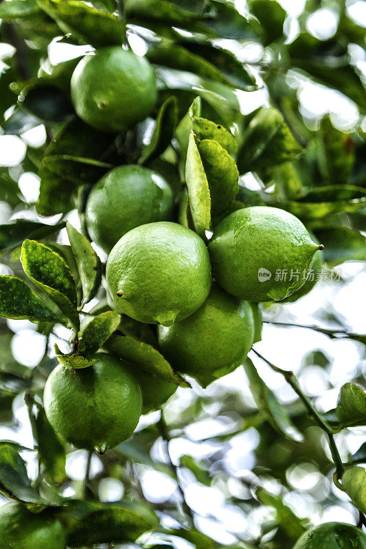 热带水果——树上长着成熟的柠檬