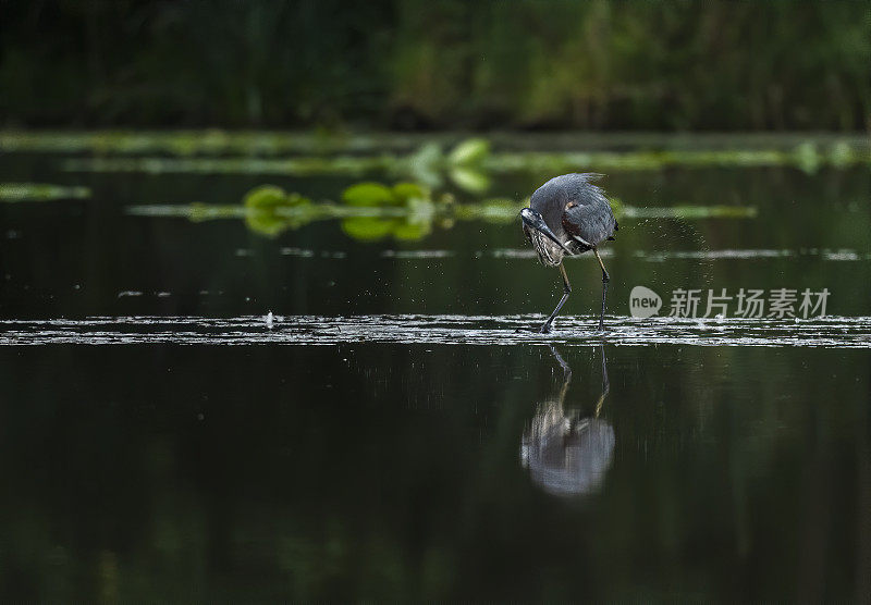 栖息在水域中的鸟