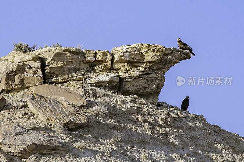 在怀俄明的坏地沙漠的岩架上的金雕