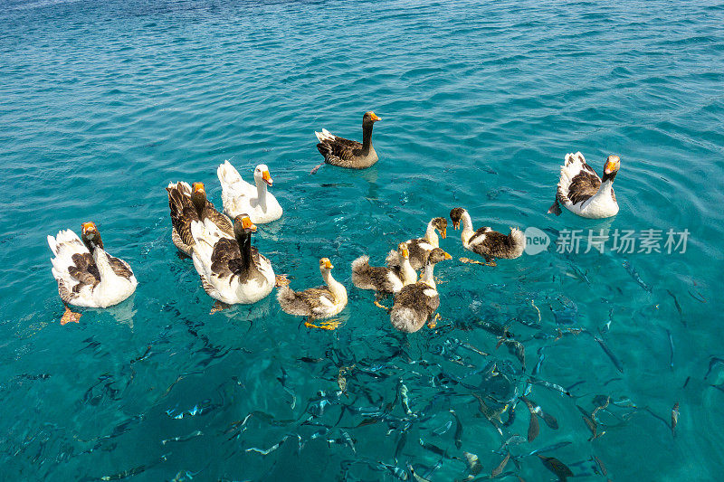 在海上的游艇上喂鸭子一家