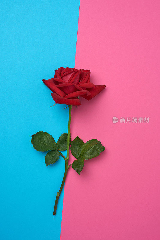盛开的红玫瑰，绿叶，蓝色的粉红色背景