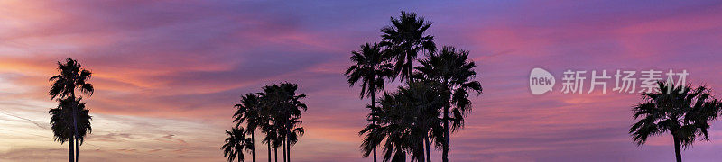 棕榈树全景天空