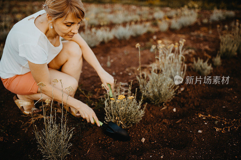 一名成年妇女在芳香植物田里工作