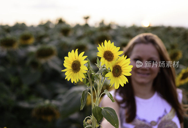 在向日葵地里察看向日葵的女人