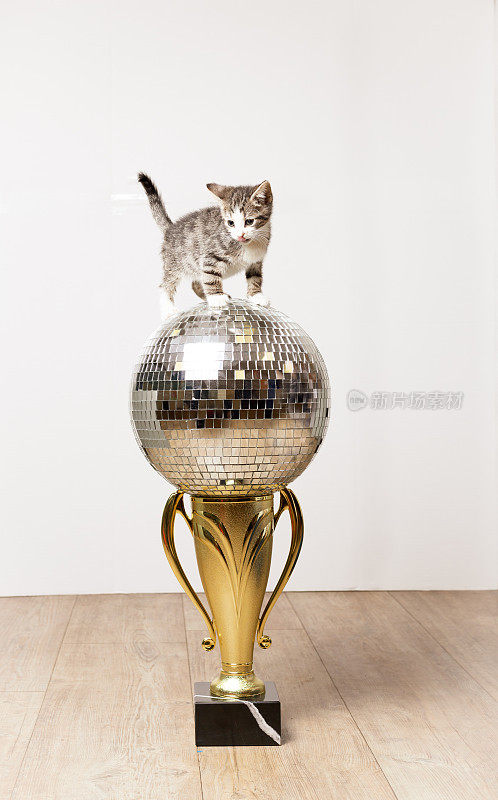 小猫在迪斯科球奖杯上