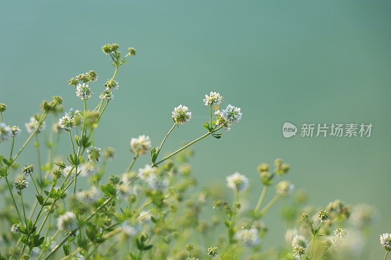 小河边的野花为背景