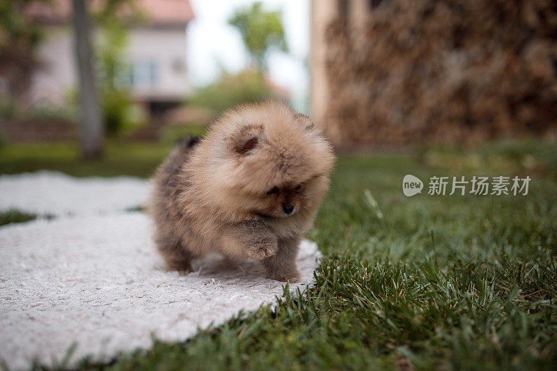 毛茸茸的小狗在后院玩耍