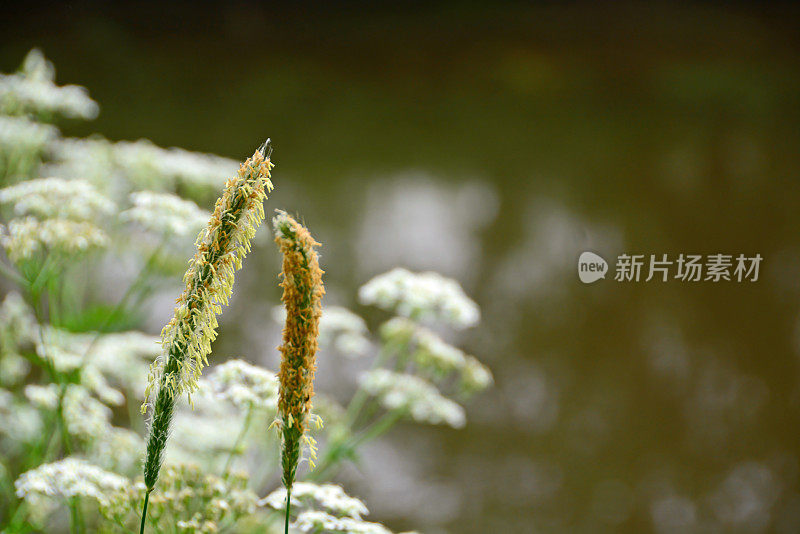 草甸狐尾。