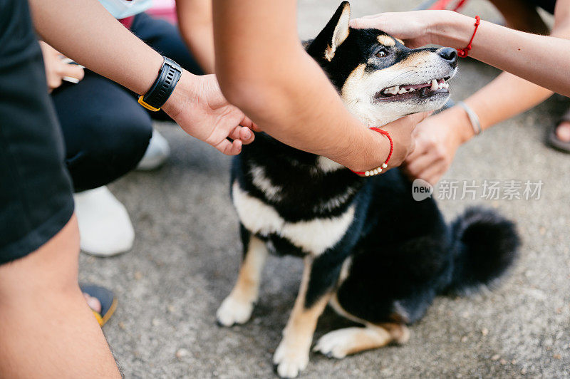 小柴犬宠物户外与爱的朋友