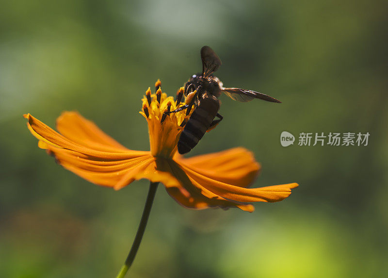 蜜蜂和花