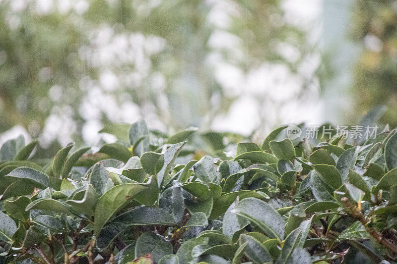 雨打湿了树叶和雨滴