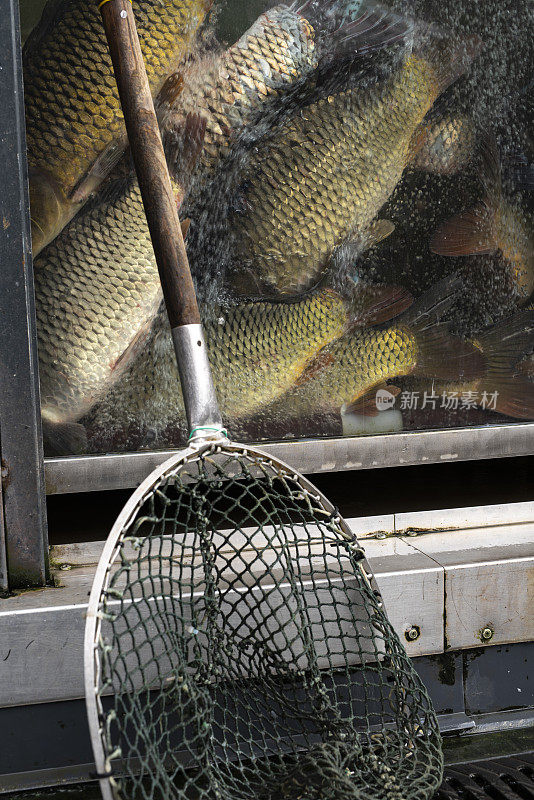 淡水鲤鱼(鲤)