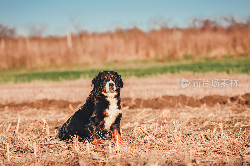 伯尔尼兹山犬