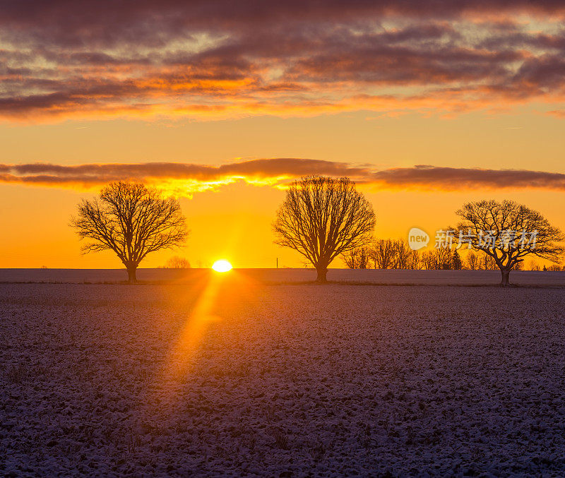 一棵美丽的橡树在日出时映出轮廓。太阳正从地平线上升起。初冬的风景。