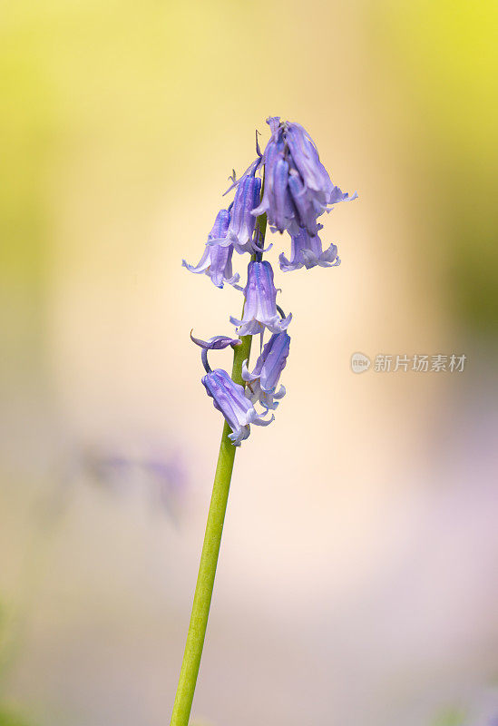 蓝铃花的特写