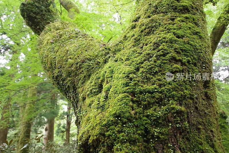 长满苔藓的老树