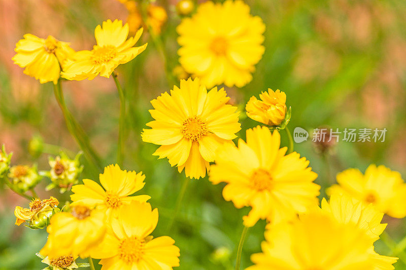 黄花的特写