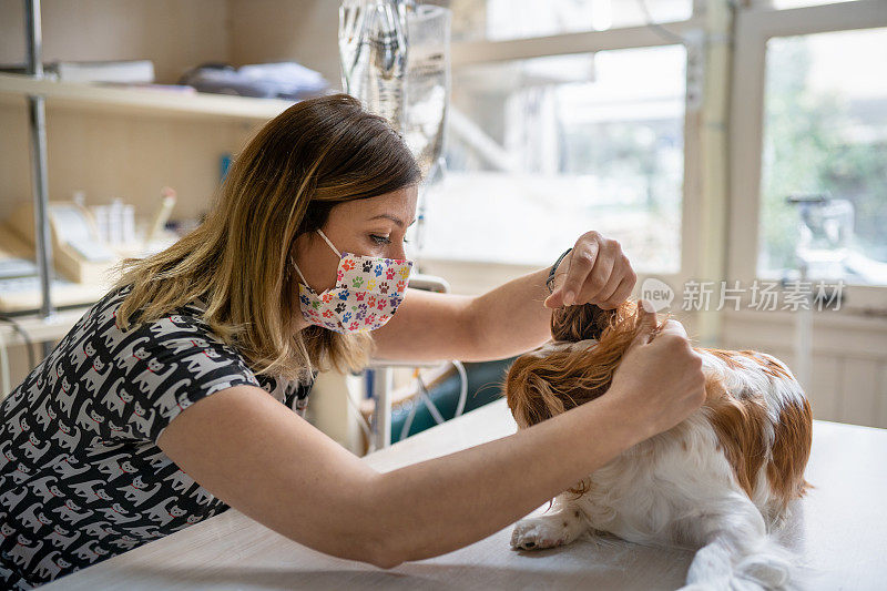 女兽医检查狗的耳朵