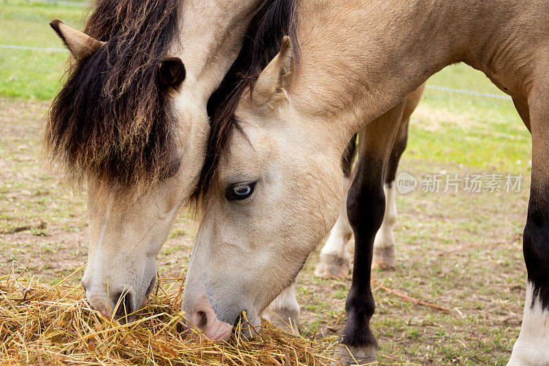 在什罗普郡乡下的田地里，两只长相相似的小马在一起分享干草。