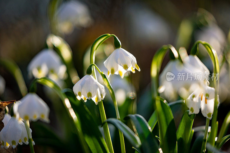 春天的雪花花